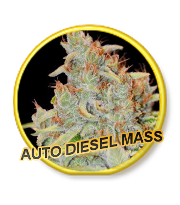 Auto Diesel Mass