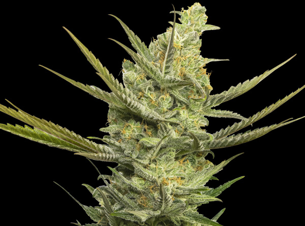 Gipsy Haze 3+1