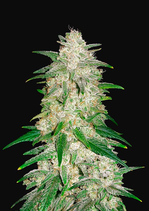 Gelato Auto x3