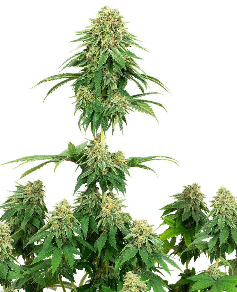 Girl Scout Cookies x3