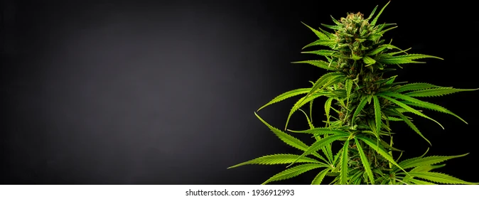marijuana-plant-on-black-gradient-260nw-1936912993