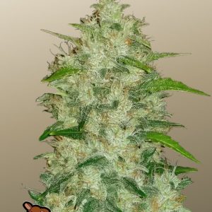 Chemdawg Auto