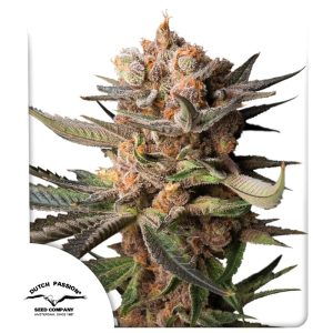 Auto Frozen Biscotti